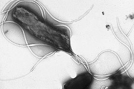 Helicobacter pylori Helicobacter pylori